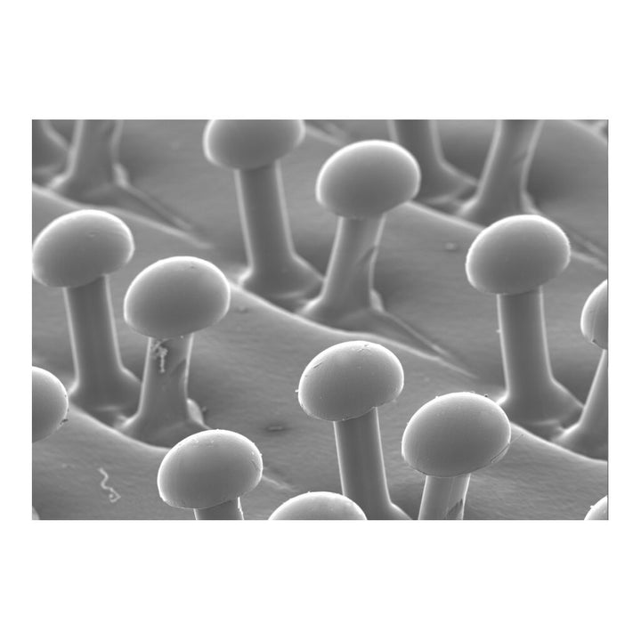 3M Disc Pad Holder 905, 5 in x 1/4 in 5/16-24 External