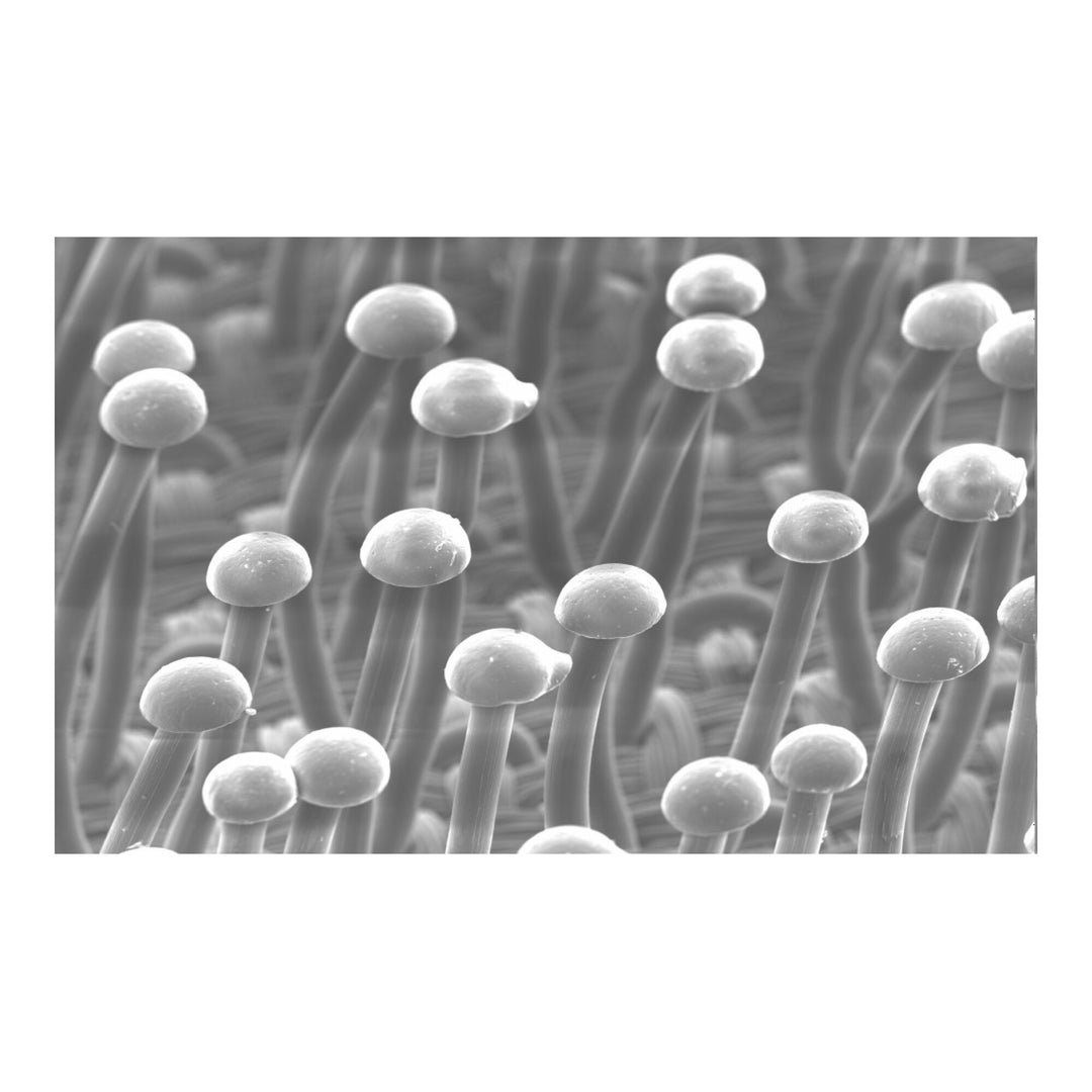 3M Hook and Loop Pad Holder 250BP, 3-3/4 in x 9 in