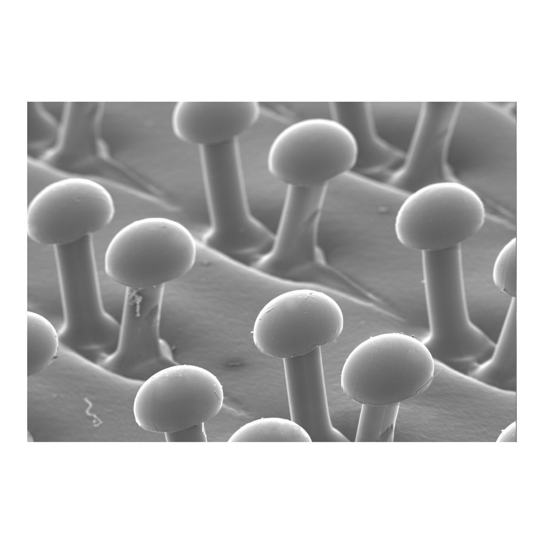 Scotch-Brite Surface Conditioning Disc Pad Holder 7493, 3 in Dia