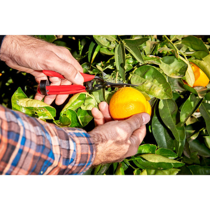 Corona AG 4940  Long Curved Snips - Tempered Steel, 1¾ Inch