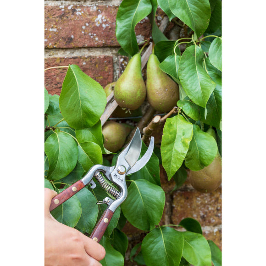 Corona GNT/SEC  Burgon & Ball® FSC Wood Pruner Boxed