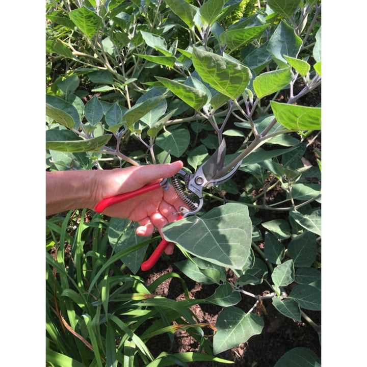 Corona-SP 9934 · BP 3160 ClassicCUT Bypass Pruner Bonus Pack