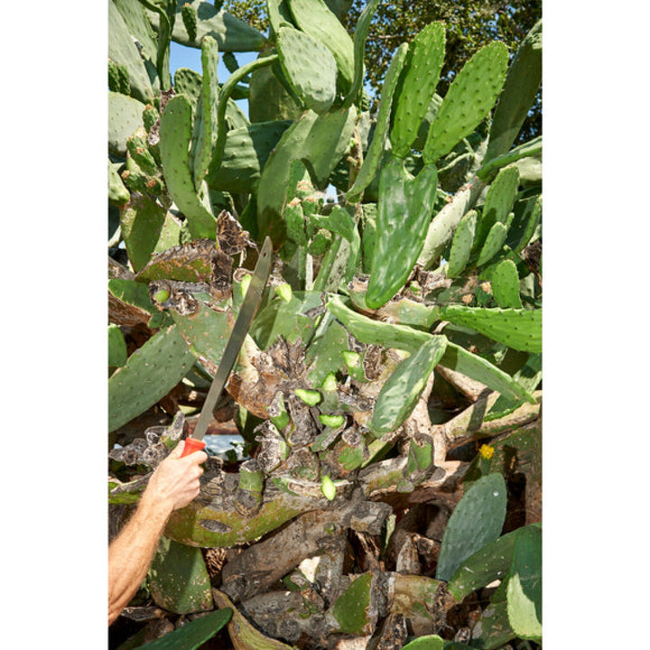 Corona MA 60061  Machete - 18 Inch