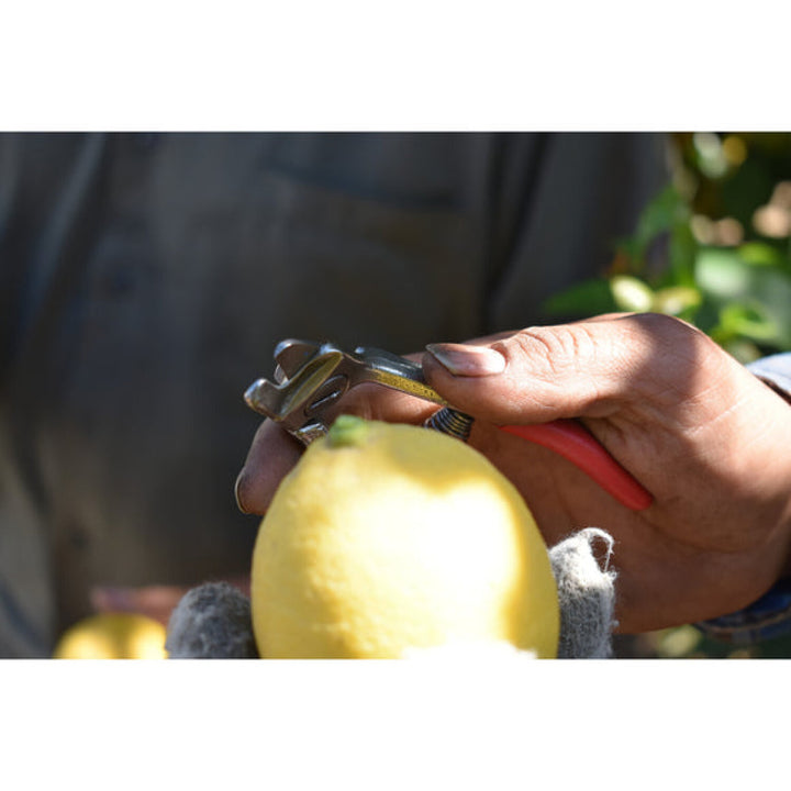 CORONA-AG 5020 · Citrus Shears