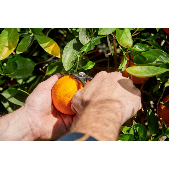 Corona AG 5060 Orange and Apple Bypass Shears
