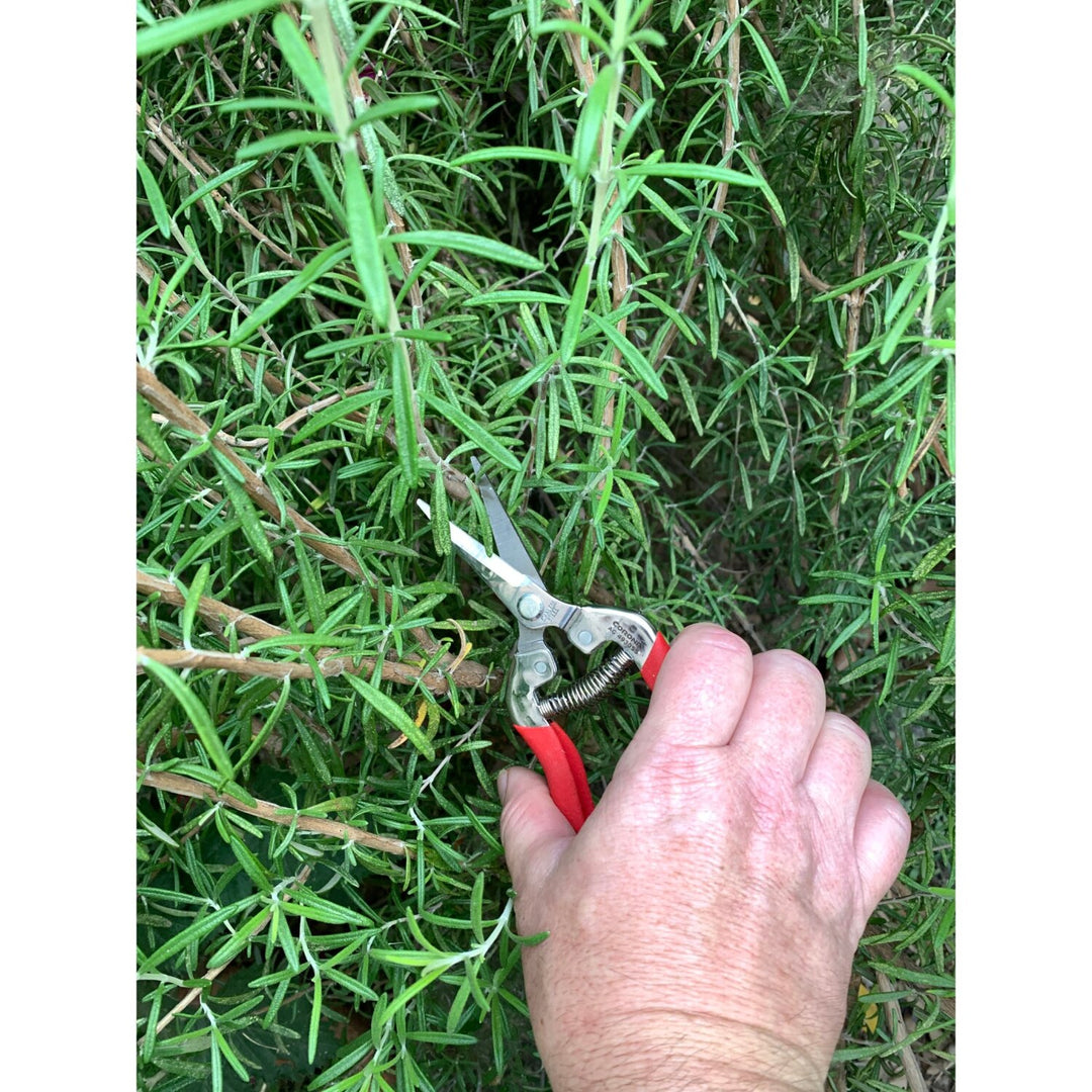 CORONA-AG 4930SS · Long Straight Snips - Stainless Steel, 1¾ Inch