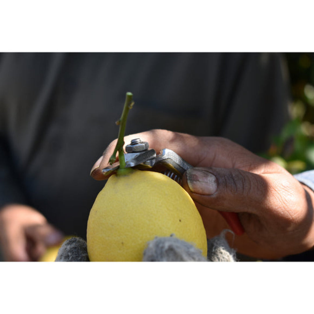 CORONA-AG 5020 · Citrus Shears