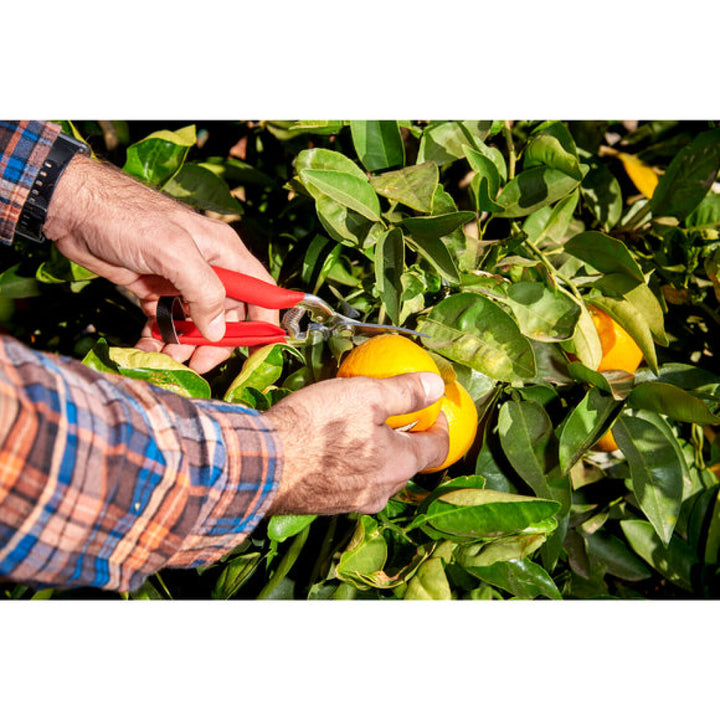 Corona AG 4940SS  Long Curved Snips - Stainless Steel, 1¾ Inch