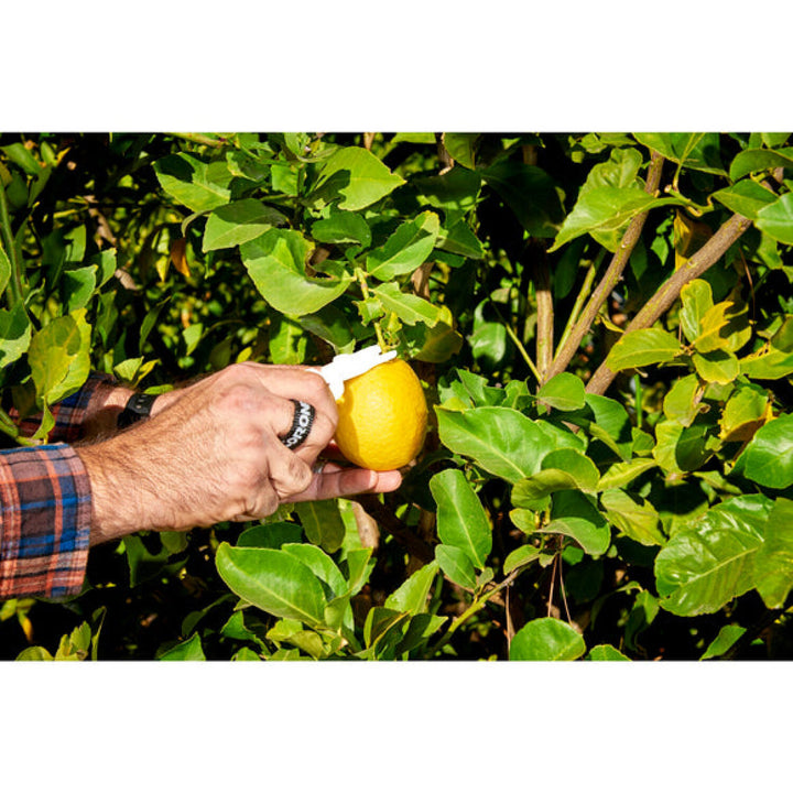 Corona AG 5010 Lemon Shears