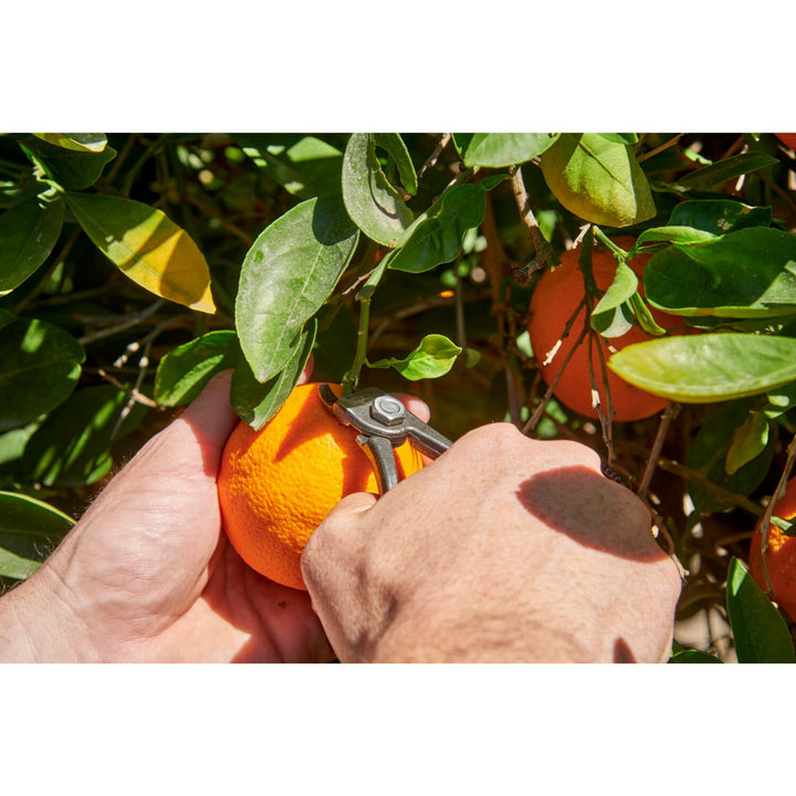 Corona AG 5060 Orange and Apple Bypass Shears